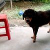 jonasrojas_83838