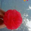 bubles5092
