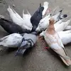 user9140123972336parvez