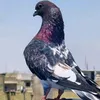 11jj__ll