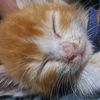 rulecatthe