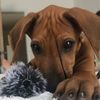 mooseythe_wonderdog