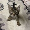 javachipkittybackup