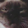 speedy_gonzalez5612