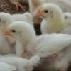 broiler7429