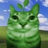 liizi_meow