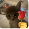 sitiiluvv