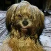 ninoluis.magno