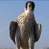ارويح الرشيدي