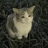 ta_12345678901