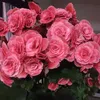 angelica.santos6986