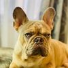 bluthefrenchie02