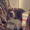 diggs_the_aussie