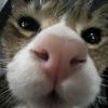 beemaxkub