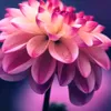 nguyn.lan.anh5288