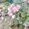 nhung.nhung.do