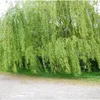 underthewillowtree0