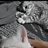 tiktok.comdave8