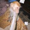 rifai_221