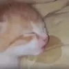 b0cah_ngesad