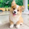 Corgi