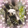 pandalover4450