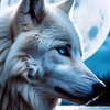 alpha_kndredspiritswolf