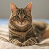 lover_cat_enthusiast