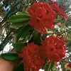 lamasaroj92