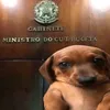 miauwsss