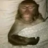 julio_balestrin69