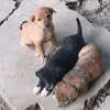Pets
