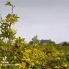 mai.vng.qu.ti
