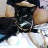 mexicancat690