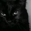 rullll_.8