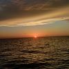 _sarsis28_