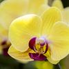 orchidee1424