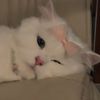 hadola_099