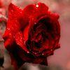 shilpi.akter85