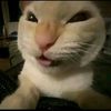 gatomuejejeje