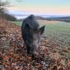 wildboar