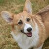 mlc_corgis