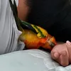 kilpmemelt