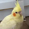 Peeko-the bird