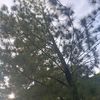melozycy155