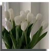 reflesia24