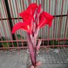 rightboy52