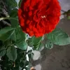 nguyn.khang0999