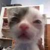 meomeobuonngu27