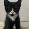 minniekitty340